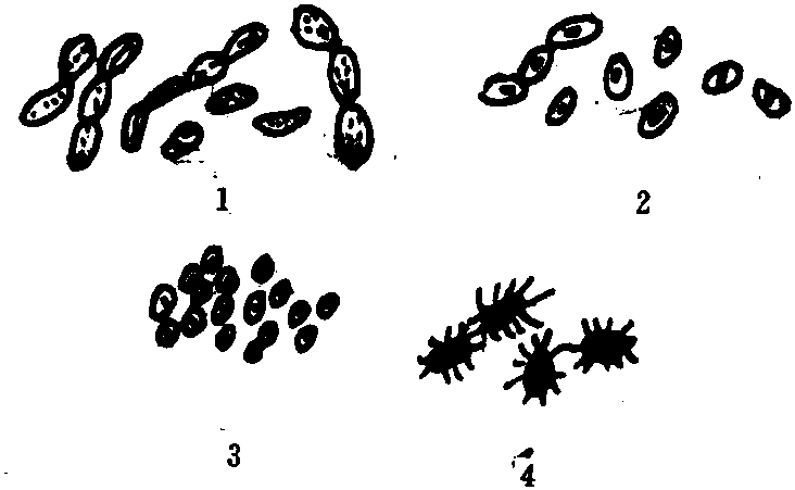四、大曲中的细菌
